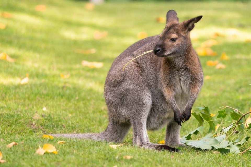 Wallaby