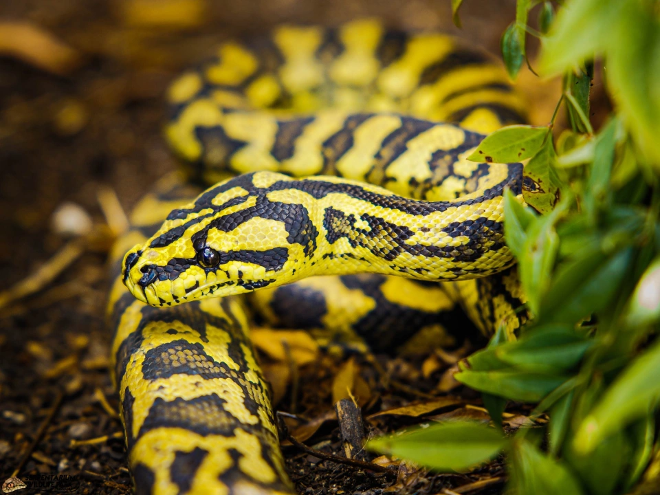 Serpentarium St Helens